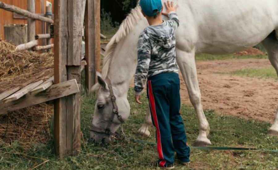 Inside Equine Treatment Programs for Mental Health